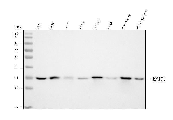 Anti-MNAT1 Antibody Picoband®