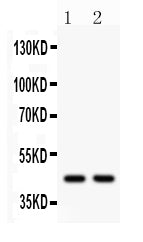 Anti-Wnt3 Antibody Picoband®