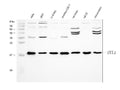 Anti-Cofilin/CFL1 Antibody Picoband®