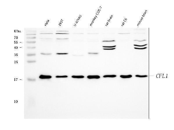 Anti-Cofilin/CFL1 Antibody Picoband®
