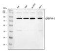 Anti-ERVW-1 Antibody Picoband®