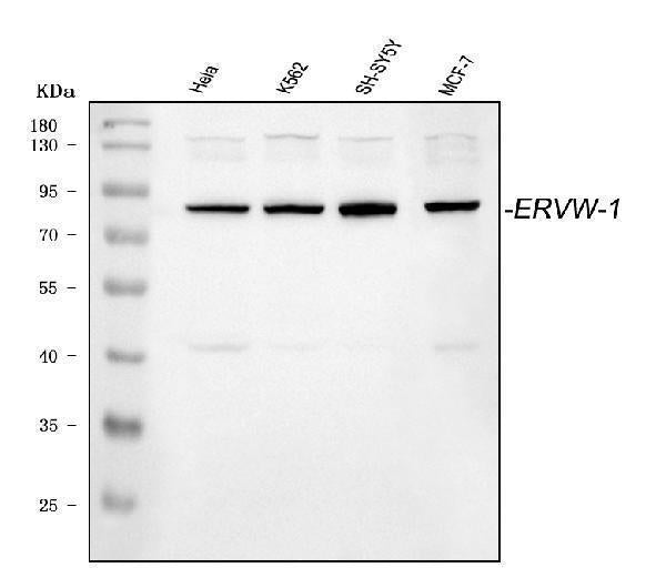 Anti-ERVW-1 Antibody Picoband®