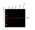 Anti-Flotillin 2/FLOT2 Antibody Picoband®