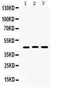 Anti-Connexin 45/GJA7/GJC1 Antibody Picoband®