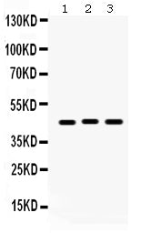 Anti-Connexin 45/GJA7/GJC1 Antibody Picoband®