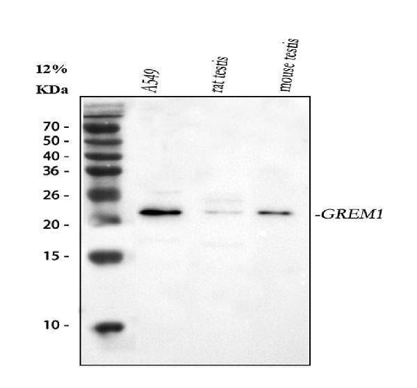 Anti-Gremlin 1/GREM1 Antibody Picoband®