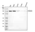 Anti-HDAC6 Antibody Picoband®