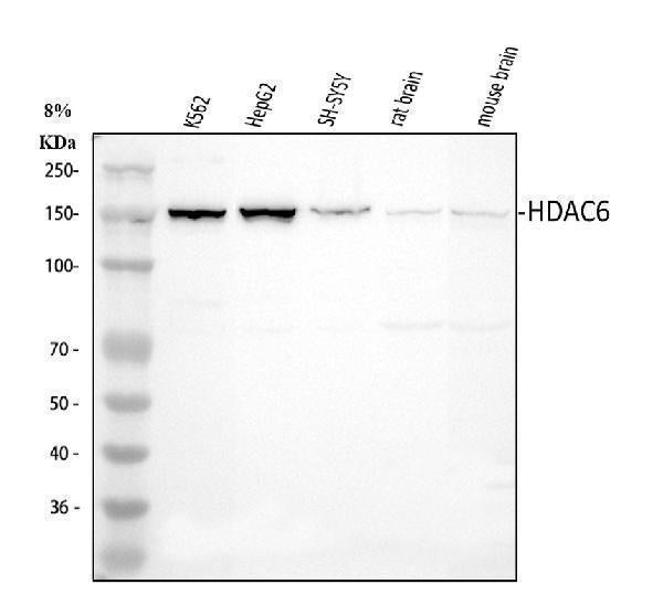 Anti-HDAC6 Antibody Picoband®