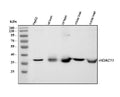 Anti-HDAC11 Antibody Picoband®
