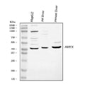 Anti-Hex/HHEX Antibody Picoband®