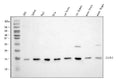 Anti-HINT1 Antibody Picoband®