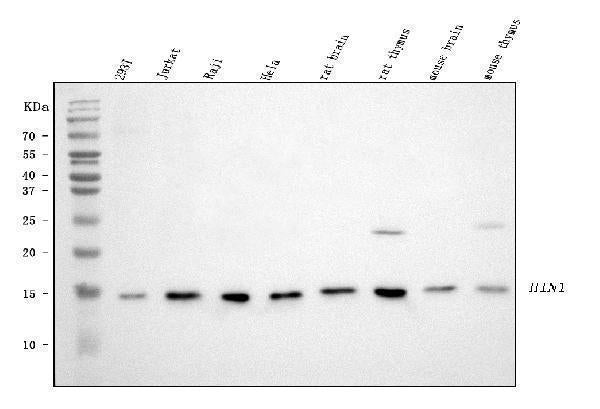 Anti-HINT1 Antibody Picoband®