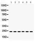Anti-HMG4/HMGB3 Antibody Picoband®