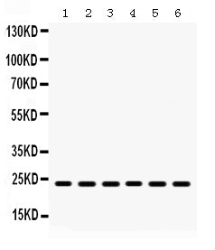 Anti-HMG4/HMGB3 Antibody Picoband®