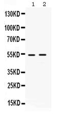 Anti-HSF4 Antibody Picoband®