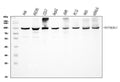 Anti-Hsp90 alpha/HSP90AA1 Antibody Picoband®