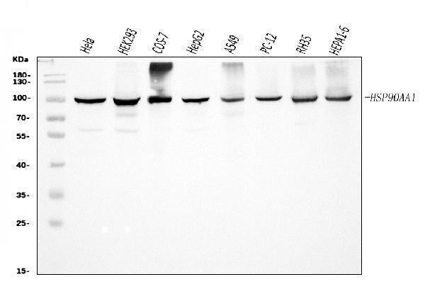 Anti-Hsp90 alpha/HSP90AA1 Antibody Picoband®