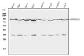 Anti-Hsp90 beta/HSP90AB1 Antibody Picoband®