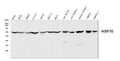 Anti-Hsp70/HSPA1A/HSPA1B Antibody Picoband®