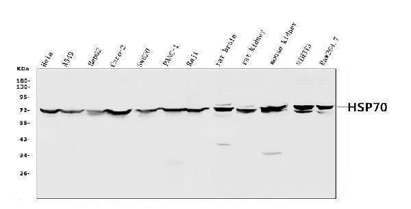 Anti-Hsp70/HSPA1A/HSPA1B Antibody Picoband®