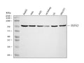 Anti-HSPA2 Antibody Picoband®