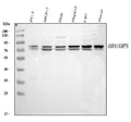 Anti-GRP78 BiP/HSPA5 Antibody Picoband®