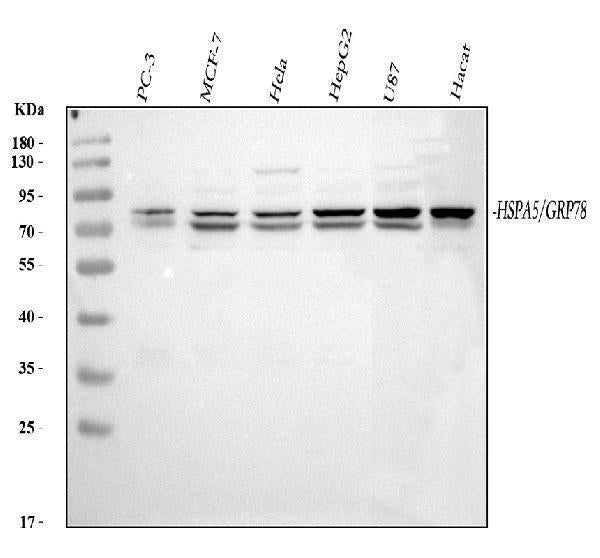 Anti-GRP78 BiP/HSPA5 Antibody Picoband®