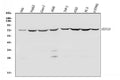 Anti-Hsc70/HSPA8 Antibody Picoband®