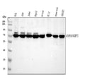 Anti-Grp75/HSPA9 Antibody Picoband®