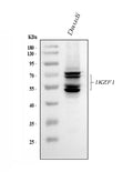 Anti-Ikaros/IKZF1 Antibody Picoband®