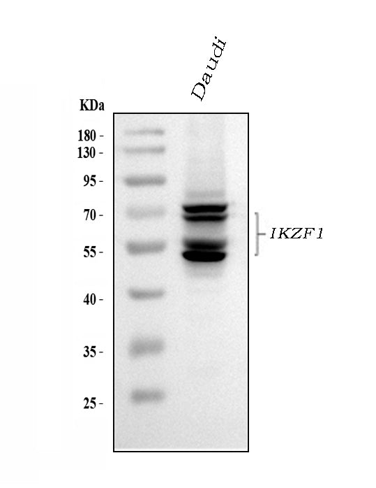Anti-Ikaros/IKZF1 Antibody Picoband®