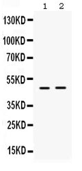 Anti-ING1 Antibody Picoband®