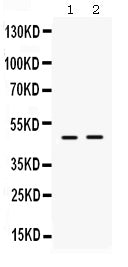 Anti-ING1 Antibody Picoband®