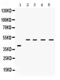 Anti-IRF2 Antibody Picoband®