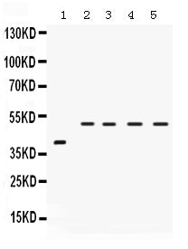 Anti-IRF2 Antibody Picoband®