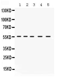 Anti-IRF5 Antibody Picoband®