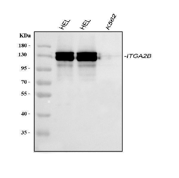 Anti-CD41/Integrin alpha 2b/ITGA2B Antibody Picoband®