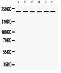 Anti-Integrin alpha 4/ITGA4 Antibody Picoband®