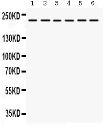 Anti-Integrin alpha 4/ITGA4 Antibody Picoband®
