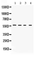 Anti-Kv1.2/KCNA2 Antibody Picoband®