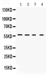 Anti-Kv1.2/KCNA2 Antibody Picoband®