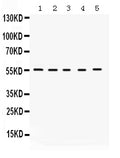 Anti-KCNA3 Antibody Picoband®