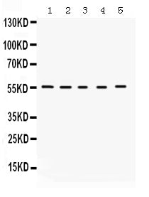 Anti-KCNA3 Antibody Picoband®