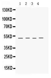 Anti-Keratocan Antibody Picoband®