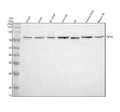 Anti-KIF3A Antibody Picoband®