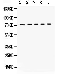 Anti-Kininogen 1/KNG1 Antibody Picoband®