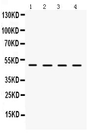 Anti-LCAT Antibody Picoband®