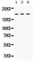 Anti-LIFR Antibody Picoband®