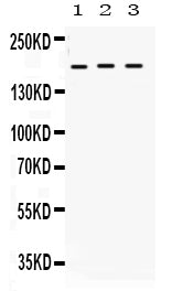 Anti-LIFR Antibody Picoband®