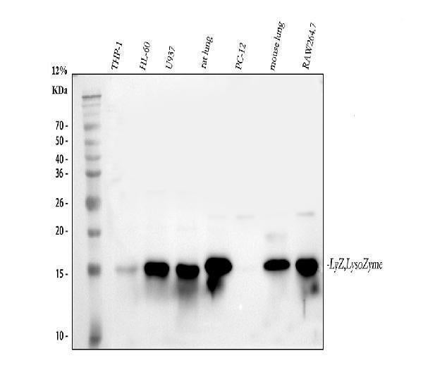 Anti-Lysozyme/LYZ Antibody Picoband®